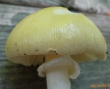 Amanita velatipes image