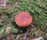 Lactarius fulvissimus image