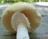 Amanita velatipes image