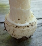 Amanita velatipes image