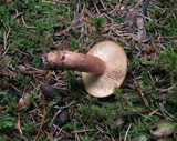Lactarius fulvissimus image