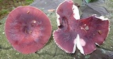 Russula mariae image
