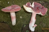 Russula mariae image