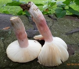 Russula mariae image