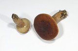Lactarius fulvissimus image