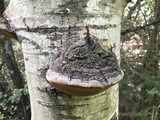 Phellinus tremulae image