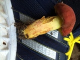 Boletus roodyi image