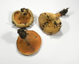 Lactarius salmonicolor image