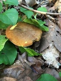 Xanthoconium affine image