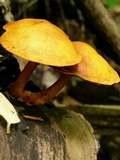 Gymnopilus sapineus image