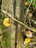 Gymnopilus sapineus image