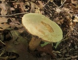 Retiboletus griseus image