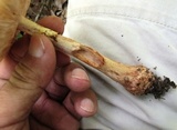Amanita flavorubens image