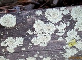 Parmeliopsis hyperopta image