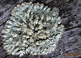 Parmeliopsis hyperopta image