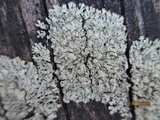 Parmeliopsis hyperopta image