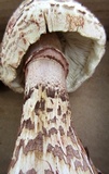 Leucoagaricus americanus image