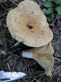 Lactarius psammicola image