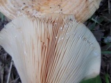 Lactarius psammicola image