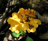 Cantharellus lateritius image