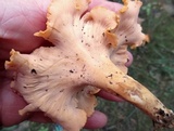 Cantharellus lateritius image