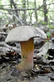 Caloboletus firmus image
