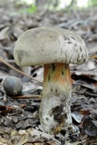 Caloboletus firmus image