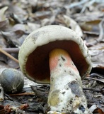 Caloboletus firmus image
