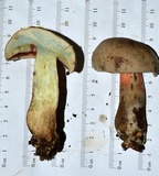 Caloboletus firmus image
