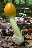 Amanita banningiana image