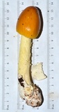 Amanita banningiana image