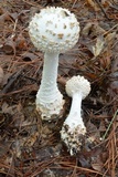 Amanita subcokeri image