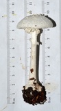 Amanita abrupta image