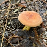 Lactarius volemus image