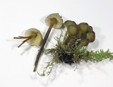 Mycena inclinata image