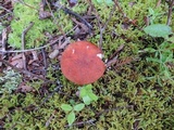 Leccinum arenicola image