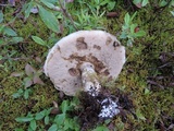 Leccinum arenicola image