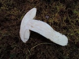 Leccinum arenicola image