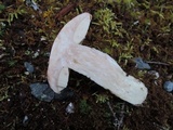 Leccinum arenicola image