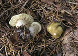 Tricholoma saponaceum image