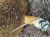 Suillus ochraceoroseus image