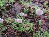 Mycena clavicularis image