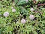 Mycena clavicularis image