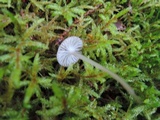 Mycena clavicularis image
