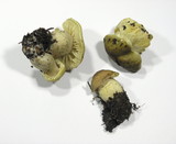 Tricholoma saponaceum image