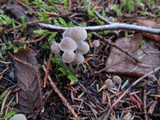 Mycena clavicularis image