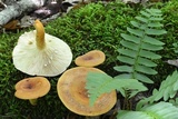 Lactarius volemus image