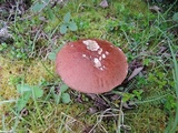 Leccinum arenicola image