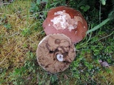 Leccinum arenicola image