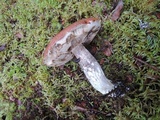 Leccinum arenicola image